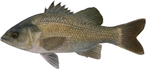 Australian Bass, PRFMA, Pine Rivers Fish Management Association