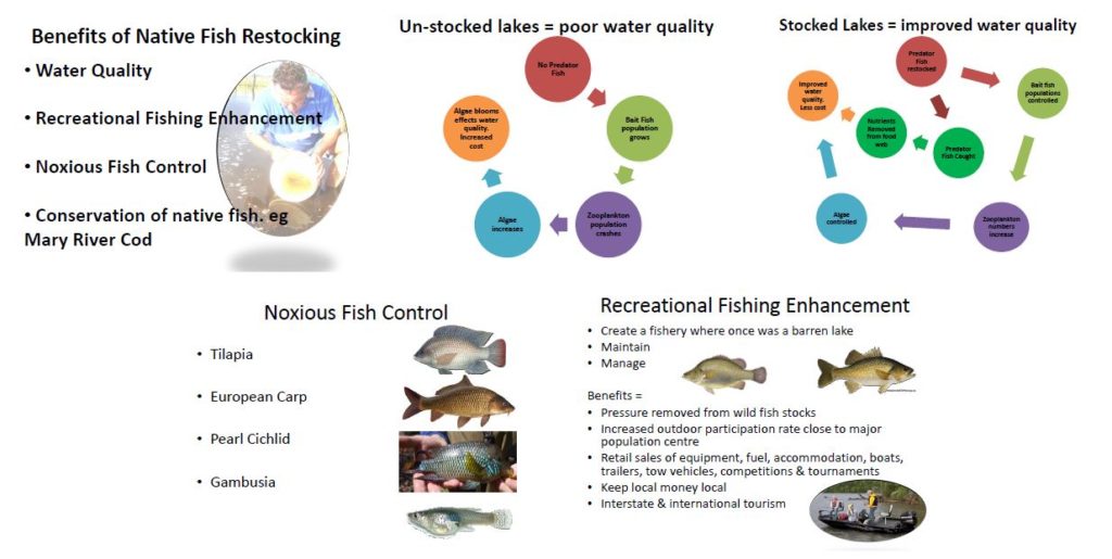 Fish Stocking Programs Pine Rivers Fish Management Association