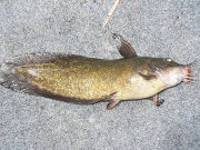 Eel Tail Catfish, PRFMA, Pine Rivers Fish Management Association