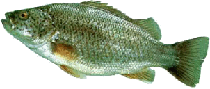 Spangeld Perch, PRFMA, Pine Rivers Fish Management Association